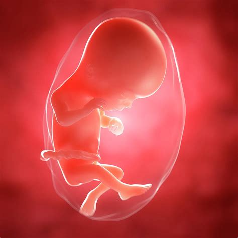 Foetus At 16 Weeks Photograph By Scieproscience Photo Library Pixels
