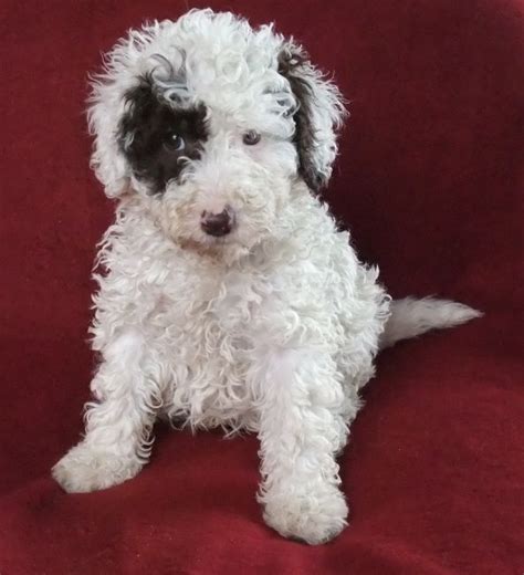 Pictures Of Schnoodle Puppies