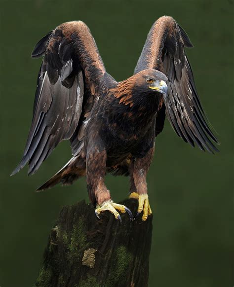 Golden Eagle By Ronald Coulter On 500px Pet Birds Wild Birds
