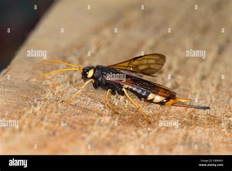 Giant Wood Wasp Giant Horntail Greater Horntail Urocerus Gigas