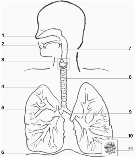 The Respiratory System Parts Of The Respiratory System Diagram Quizlet