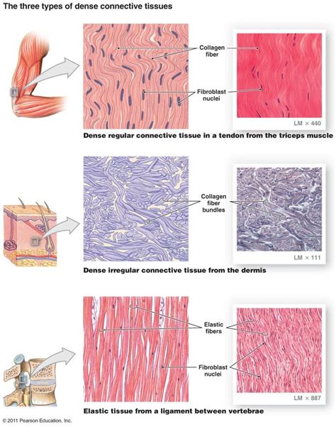 Types Of Connective Tissue Animal Tissue Structure And Types Of