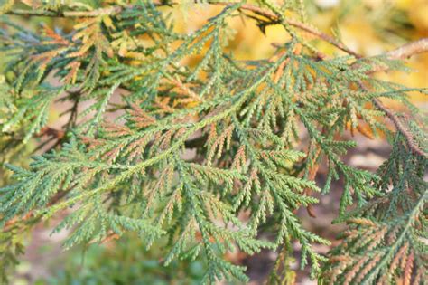 120 Japanese Thuja Stock Photos Pictures And Royalty Free Images Istock