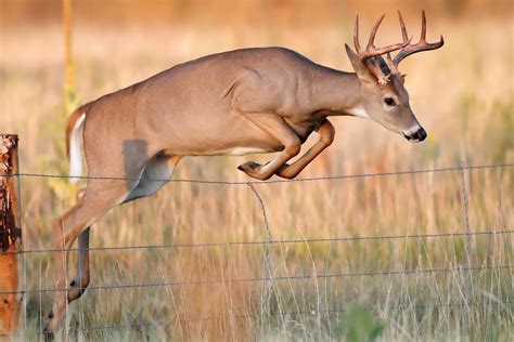 Deer Fence Minimalis