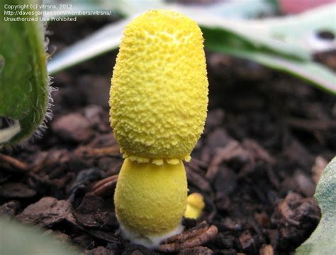 Plant Identification Closed Mushroomfungi Bright Yellow Conical