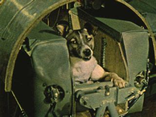Famously known as the first dog to ever reach the outer space, laika was launched to test the safety and conditions of sending a human in space. Laika the Dog & the First Animals in Space | Space