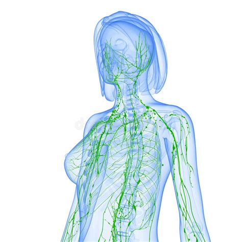 Lymphatic System Of Female Back Side View Stock Illustration