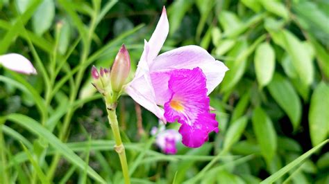 Free Stock Photo Of Angiosperms Botanical Gardens Flower