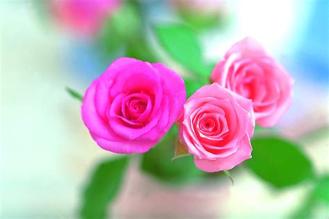 Pink Roses Hd Wallpapers Top Free Pink Roses Hd Backgrounds
