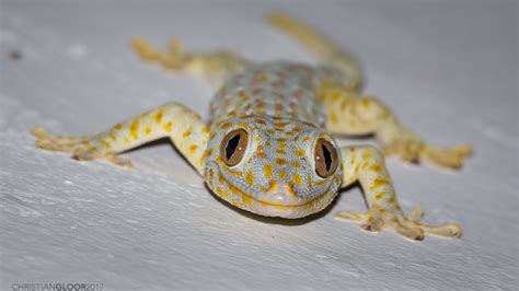 Millions Of Tokay Geckos Are Taken From The Wild Each Year