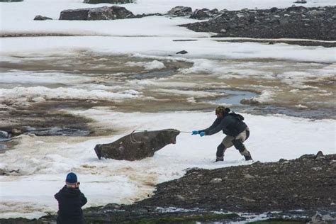 Climate change could also reduce the quality of many penguin nesting sites by precipitating changes in local weather. Scientists on 'strangest continent' Antarctica investigate ...