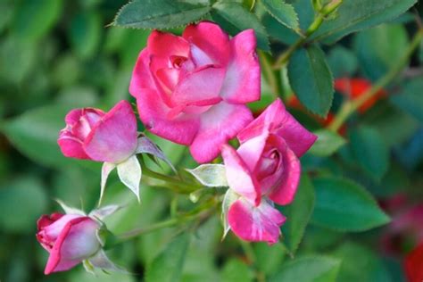Anyone Even Beginners Can Grow Miniature Roses