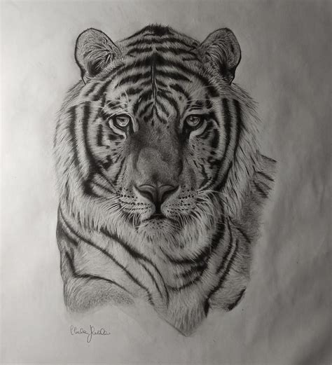 Realistic Tiger Drawing By Clelia Firelli Fine Art America