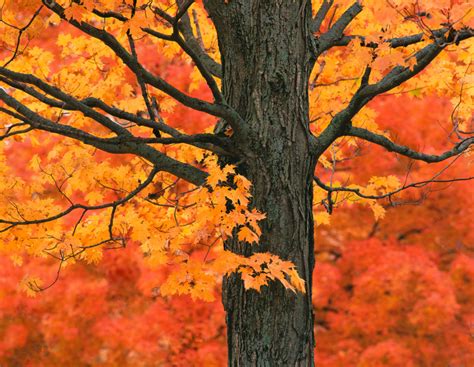 The Science Behind Fall Foliage Tree Research Tree Topics