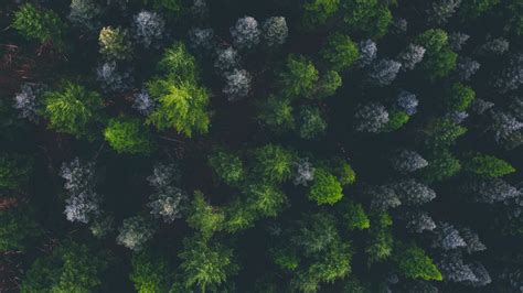 1920x1080 Trees Top Of Trees Aerial View Wallpaper View Wallpaper