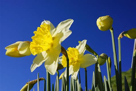 Blue Sky Spring Bright Daffodils Flowers Photograph By