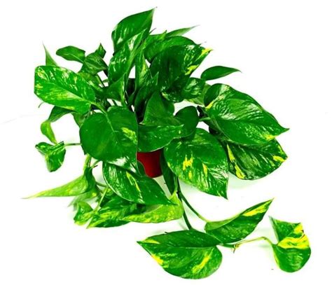 Toxic Houseplants To Be Aware Of Houseplant Resource Center