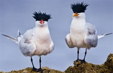 Birds With Hairdos