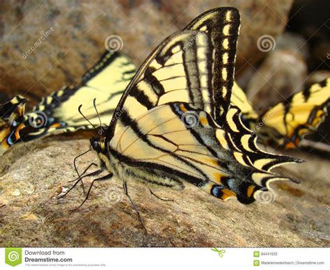 Machaon Di Papilio Della Farfalla Di Swallowtail Fotografia Stock