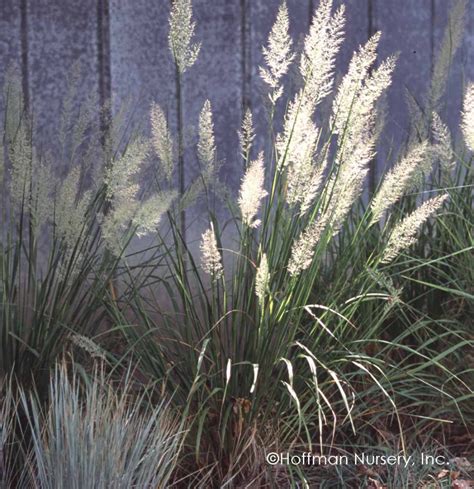 Calamagrostis Brachytricha Korean Feather Reed Grass In 2020 Shade