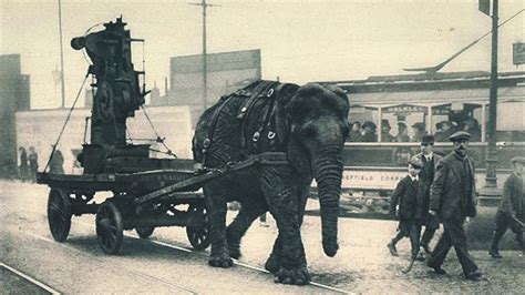 When The Elephants Were Used To Aid The War Effort 1914 1945 Rare