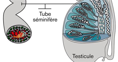 Schéma De Testicule Et Tube Séminifère Lumni Enseignement