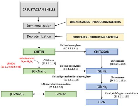 Frontiers Enzymatic Modifications Of Chitin Chitosan And Chitooligosaccharides