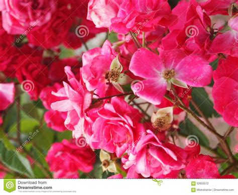 Red Rose Flower Garden Stock Photo Image Of Water