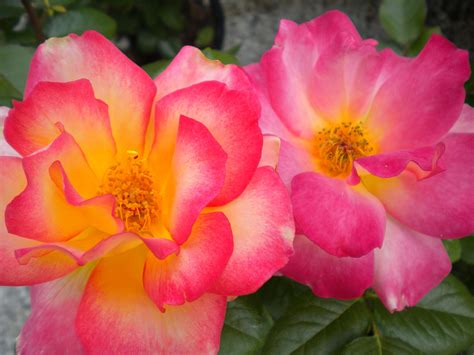 Rainbow Sorbet Rose Heartland Nursery Beautiful Flowers Rose