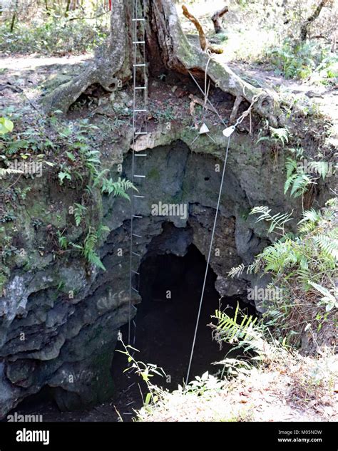 Dames Cave In Withlacoochee State Forest Stock Photo Alamy