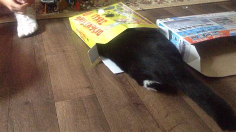 Cat Stuck In Box Weird Animals Animals Cats