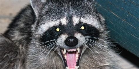 What Diseases Are Carried By Raccoons