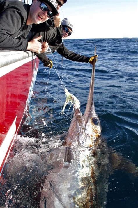 Giant Swordfish Fishing Report April 05 2017 Fishtrackcom