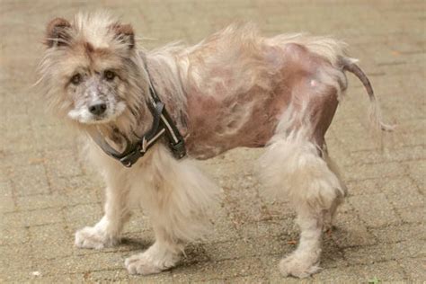 Dog Hair Loss Stock Photos Pictures And Royalty Free Images Istock