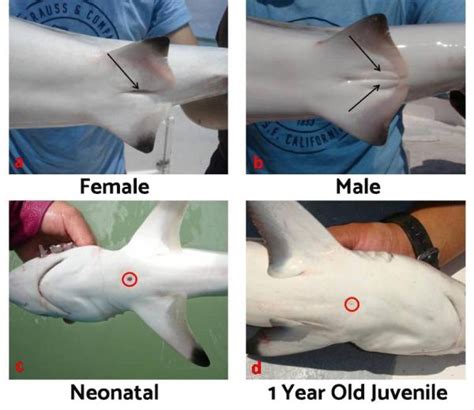 How Do Sharks Reproduce The Three Main Types