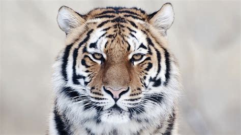 Tiger Close Up Wallpapers | HD Wallpapers | ID #9905
