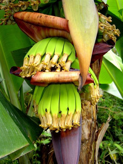 The Fascinating Reason Why Banana Flavoring Doesnt Taste Like Real Bananas