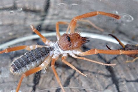 Sun Spider Flickr Photo Sharing