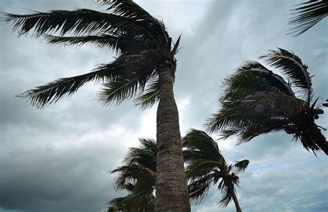 Palm Trees In Hurricane