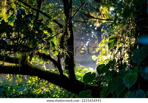 Dense Forest Where Little Sunlight Penetrates Stock Photo 2231656941
