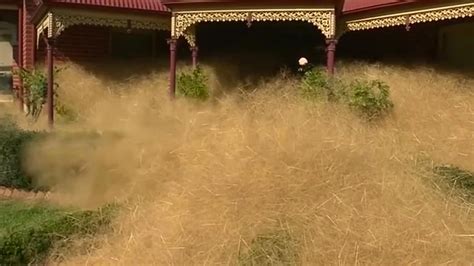 australian town overtaken by huge clouds of tumbleweed called ‘hairy panic the washington post