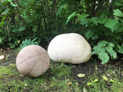 Prolific Puffball Massive Mushroom Found Near Edmonton Thanks To Wet