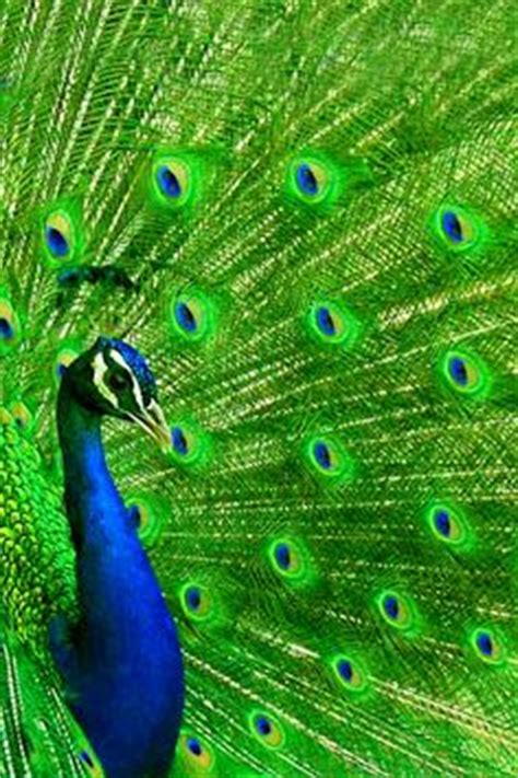 The bird is generally thought to be a symbol of freedom. Birds see in ultraviolet light in addition to color, so peacocks look significantly different to ...