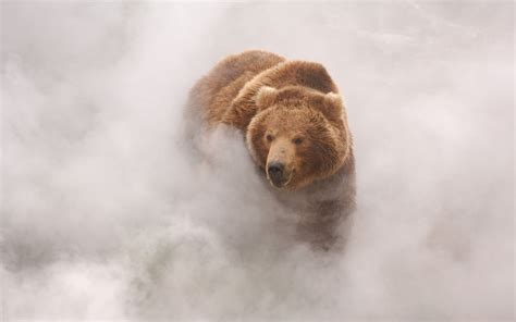 Grizzly Bear Bears Clouds Landscape Hd Wallpaper Wallpaper Flare