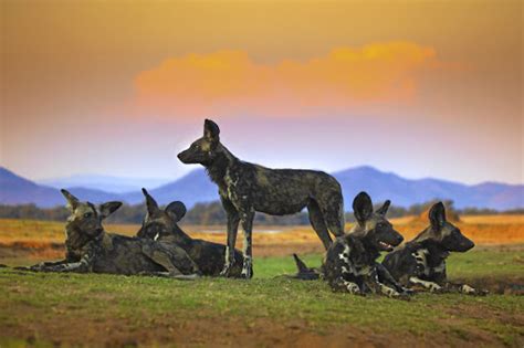 Zimbabwes Rare Wild Dogs Star In David Attenboroughs Dynasties