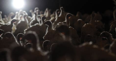 Grim Fate For Factory Farmed Turkeys Animal Welfare Institute