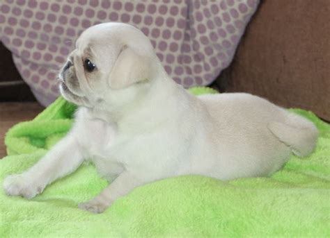 Cute White Pug Puppy Baby Pugs Puppies And Kitties Pug Puppies