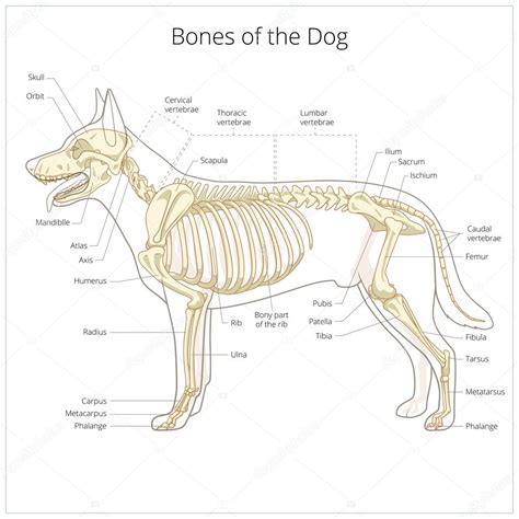 Anatomia De Perro