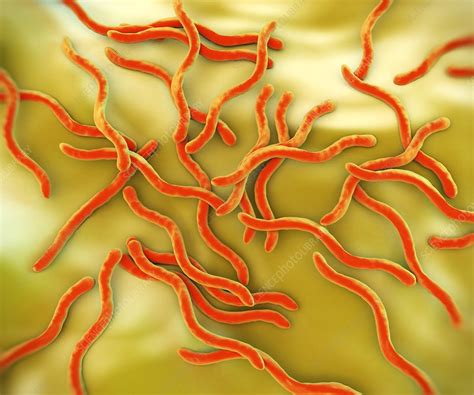 Lyme Disease Bacteria Artwork Stock Image F0095207 Science