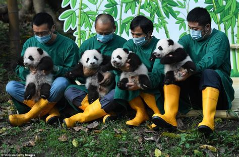 Playful Baby Pandas Meet The Public For The First Time In China